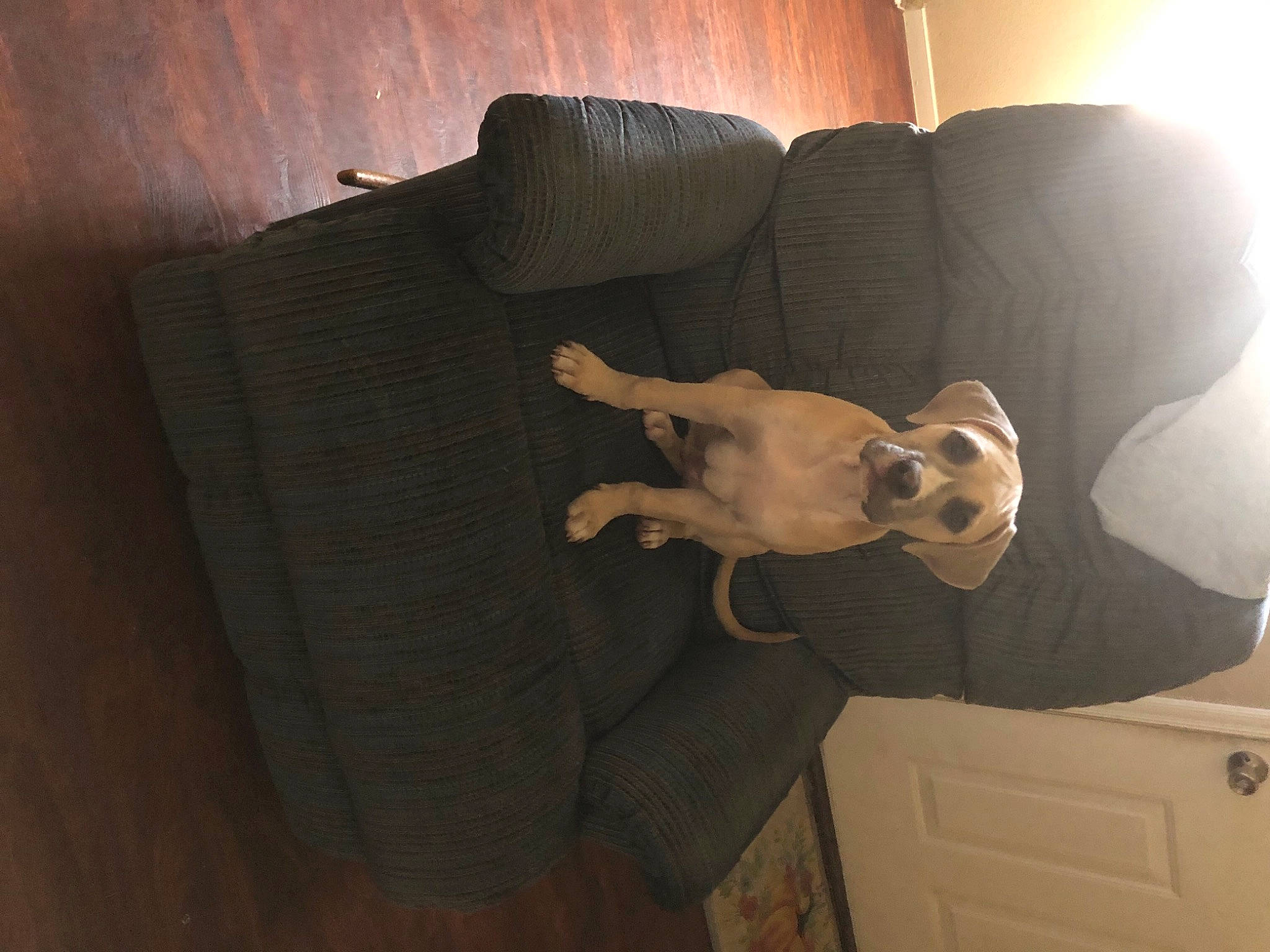 Zoro joined the competition — help win amazing prizes! cabinetry, canidae, carnivore, cloud, comfort, companion_dog, couch, dog, dog_breed, eyewear, fawn, floor, flooring, grey, hardwood, human_leg, linens, sporting_group, tints_and_shades, wood