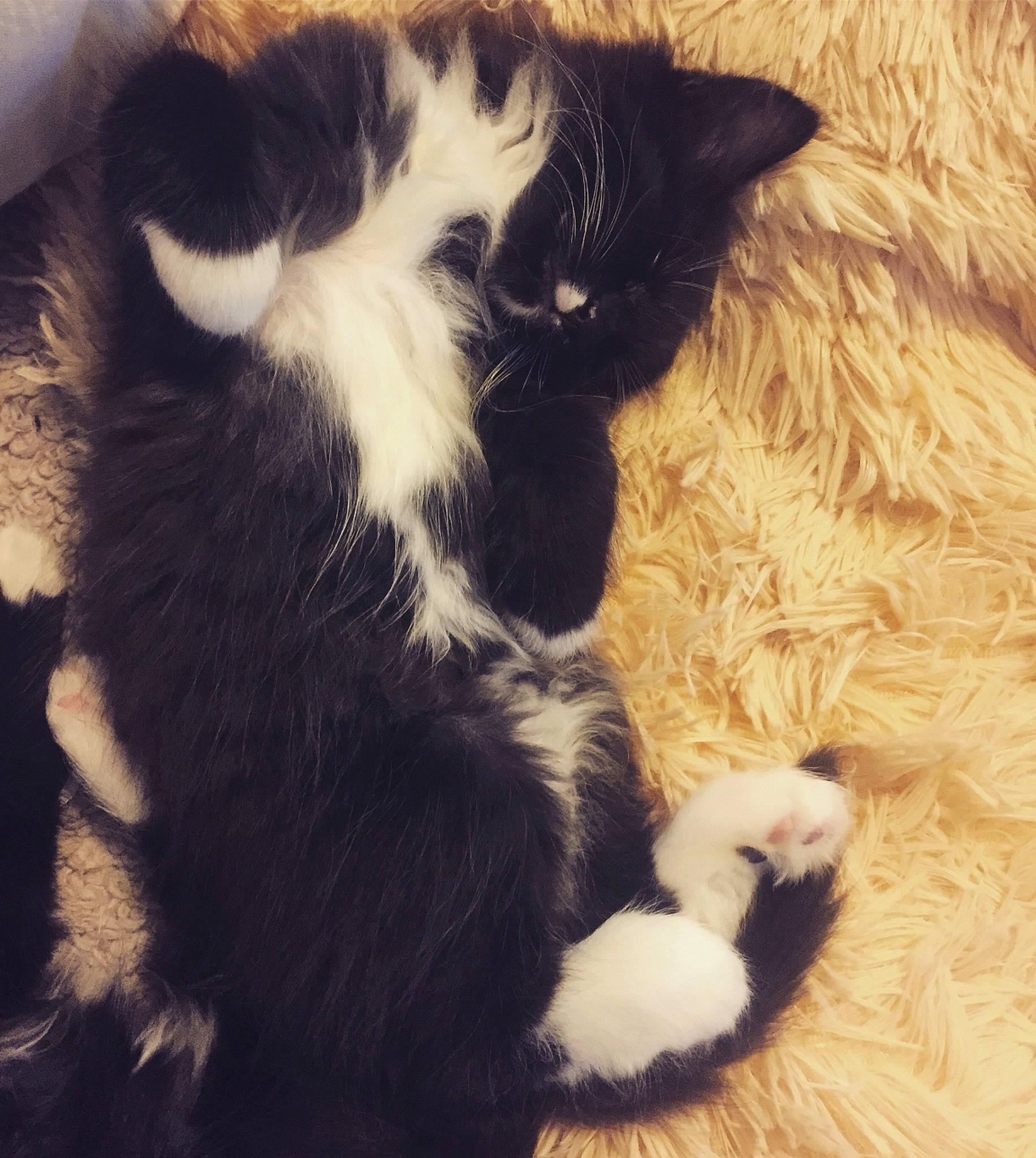 Raiden is registered to the contest to win money with this photo: black, black_and_white, black_cat, carnivore, cat, claw, ear, eye, felidae, fur, kitten, nose, paw, polydactyl_cat, sky, sleep, small_to_medium_sized_cats, snout, tail, whiskers