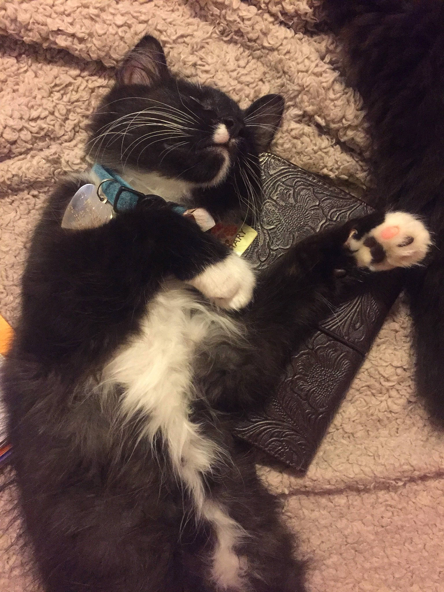 Raiden joined the competition — help win amazing prizes! asian, black_cat, carnivore, cat, domestic_short_haired_cat, ear, european_shorthair, eye, felidae, fur, kitten, nose, paw, polydactyl_cat, small_to_medium_sized_cats, tail, whiskers