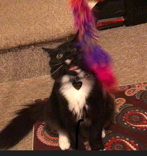 Raiden joined the competition — help win amazing prizes! canidae, carnivore, cat, dog, dog_breed, ear, fawn, felidae, fur, small_to_medium_sized_cats, tail, whiskers