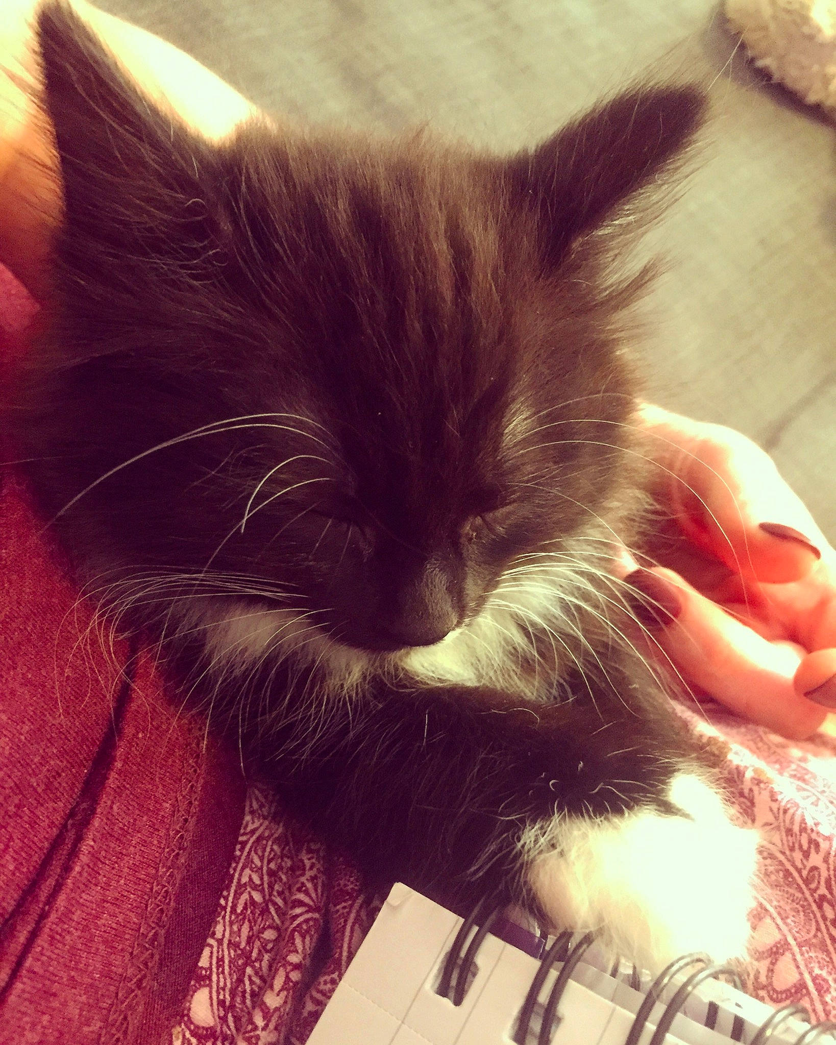 Kitana joined the competition — help win amazing prizes! asian, black_cat, carnivore, cat, claw, domestic_short_haired_cat, ear, felidae, fur, kitten, nose, ojos_azules, small_to_medium_sized_cats, snout, tail, whiskers