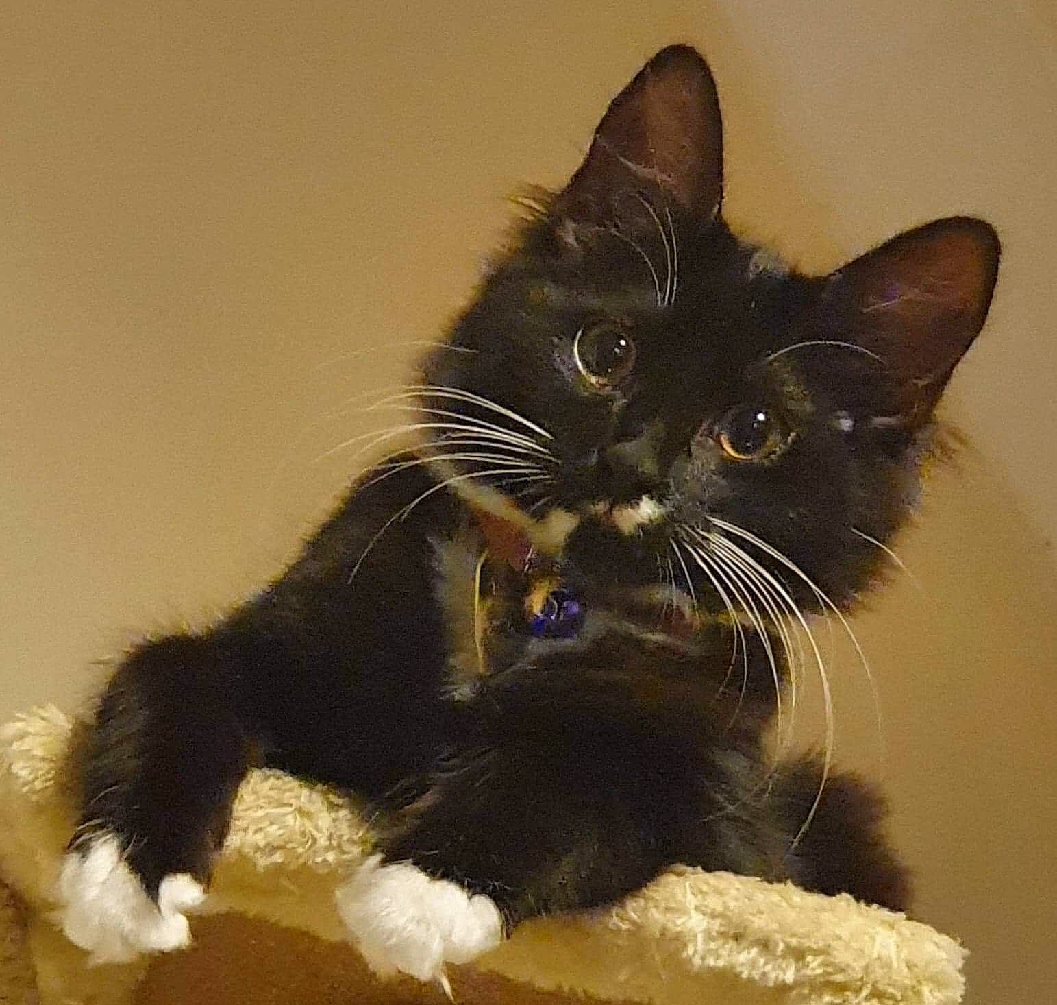 Kitana joined the competition — help win amazing prizes! asian, black_cat, bombay, carnivore, cat, domestic_short_haired_cat, felidae, fur, havana_brown, kitten, mammal, polydactyl_cat, small_to_medium_sized_cats, snout, whiskers