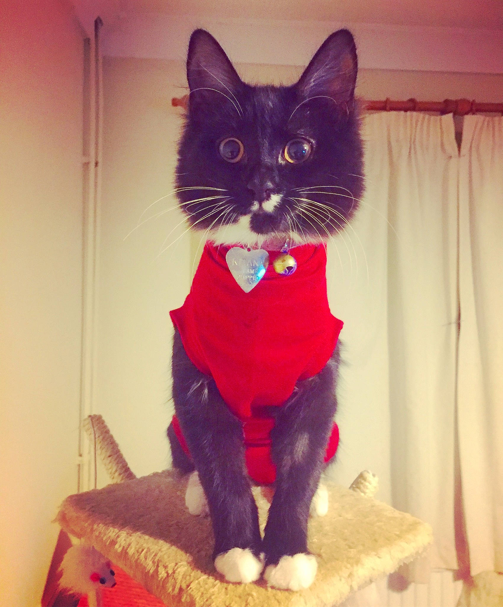 Kitana is registered to the contest to win money with this photo: asian, black_cat, carnivore, cat, domestic_short_haired_cat, felidae, fur, kitten, pink, small_to_medium_sized_cats, tail, whiskers