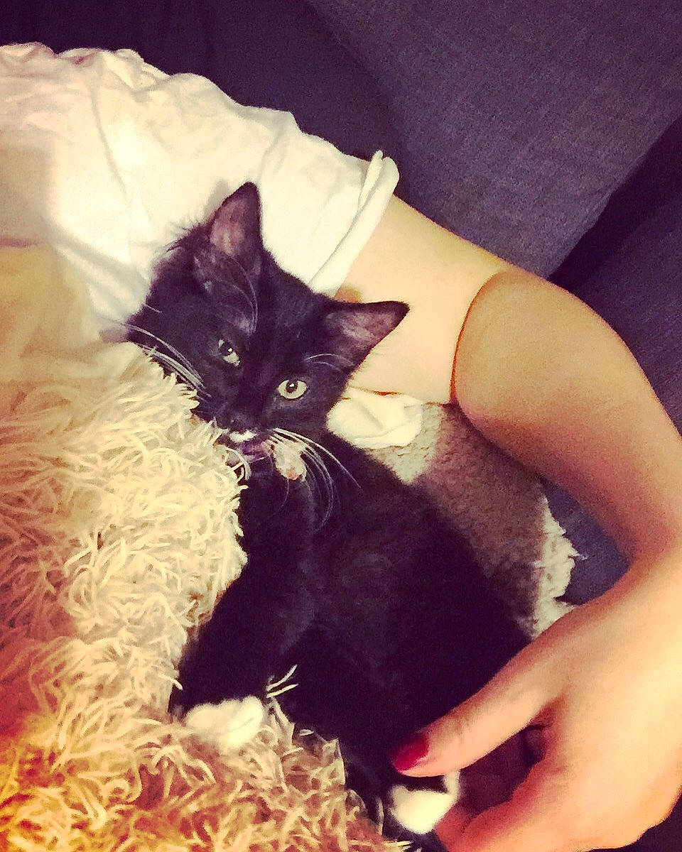 Kitana is registered to the contest to win money with this photo: asian, beauty, black, black_cat, black_hair, carnivore, cat, dress, ear, eye, felidae, fur, hand, kitten, leg, long_hair, sitting, skin, small_to_medium_sized_cats, whiskers