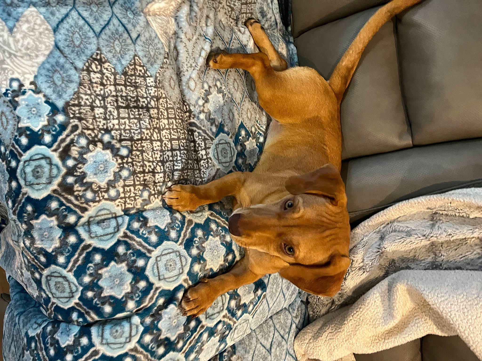 Nugget is registered to the contest to win money with this photo: art, carnivore, comfort, companion_dog, couch, dog, dog_breed, fawn, felidae, fur, linens, pattern, plant, small_to_medium_sized_cats, snout, tail, tree, whiskers, window, wood