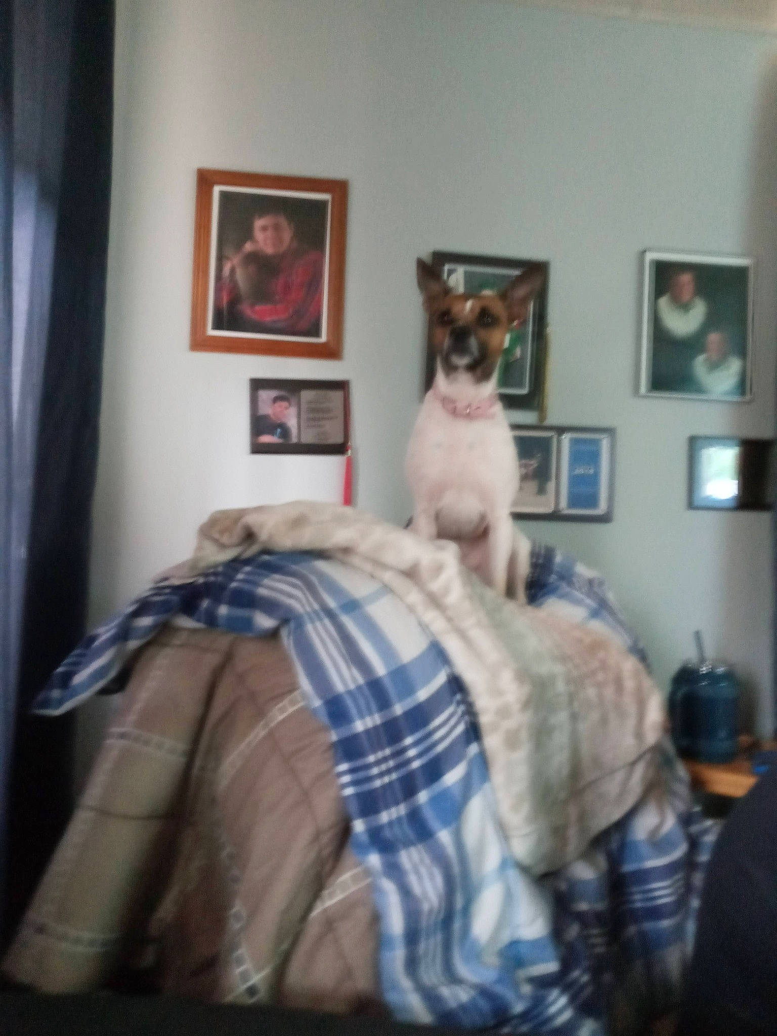 Mia is registered to the contest to win money with this photo: bed, bedroom, cat, comfort, companion_dog, curtain, drawer, felidae, fur, grey, hardwood, interior_design, linens, picture_frame, plaid, small_to_medium_sized_cats, tartan, textile, whiskers, wood