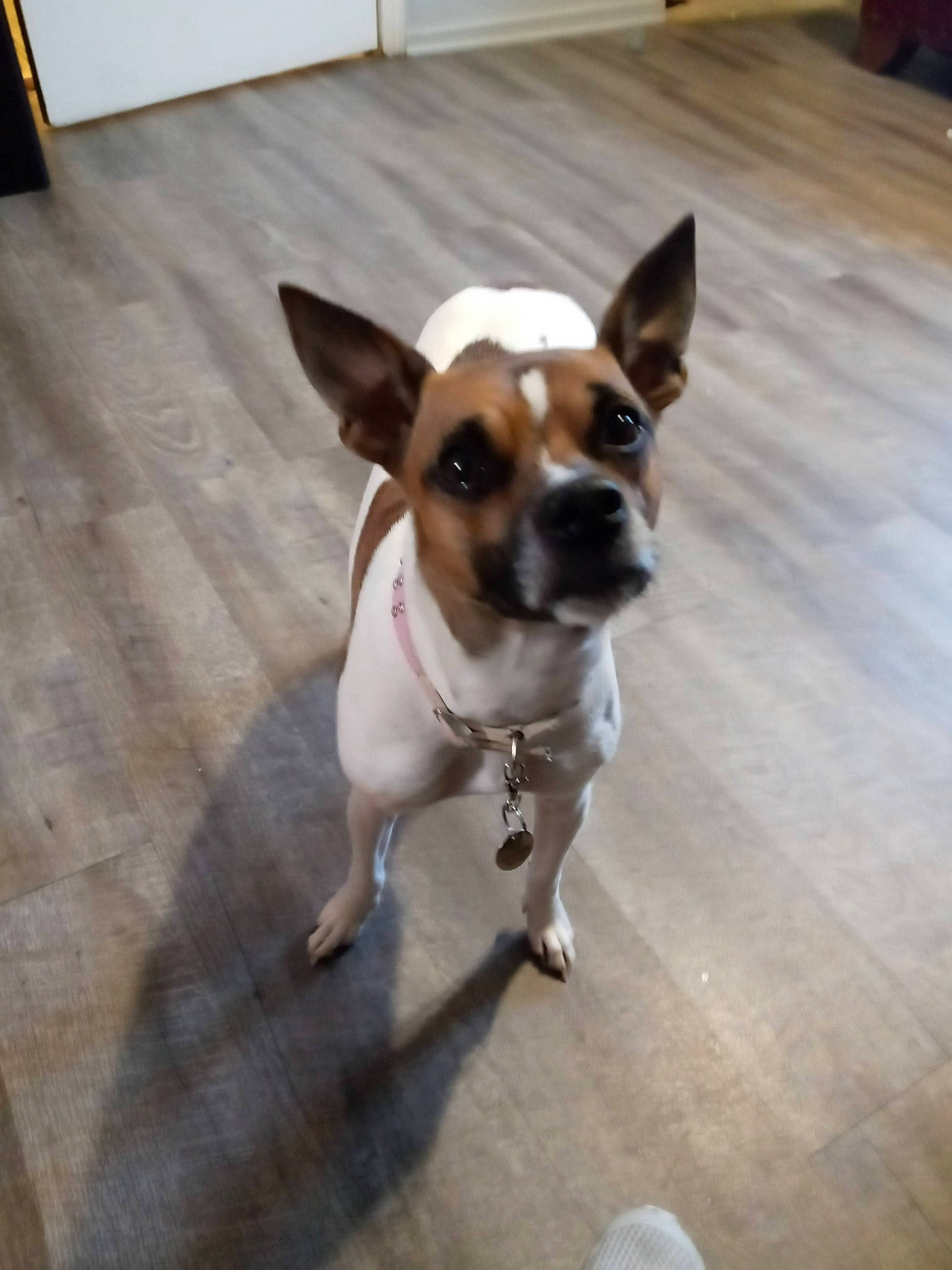 Mia joined the competition — help win amazing prizes! carnivore, chihuahua, collar, companion_dog, dog, dog_breed, dog_collar, dog_supply, door, fawn, floor, flooring, hardwood, irishjacks, snout, sporting_group, toy_dog, whiskers, wood, working_animal