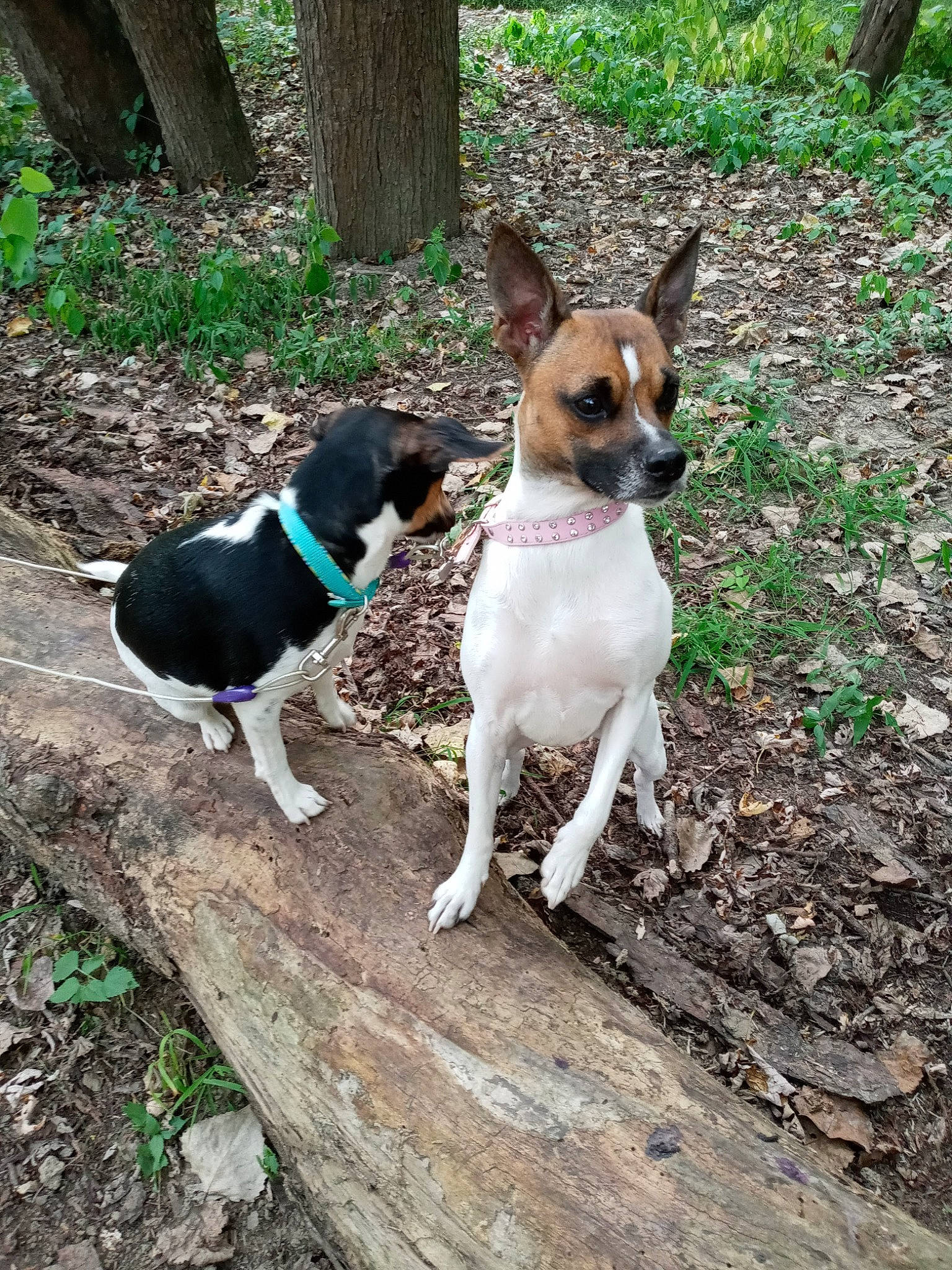 Mia joined the competition — help win amazing prizes! adventure, canidae, carnivore, collar, companion_dog, dog, dog_breed, dog_collar, dog_supply, fawn, irishjacks, pet_supply, plant, snout, sporting_group, tail, terrier, tree, walking, working_animal