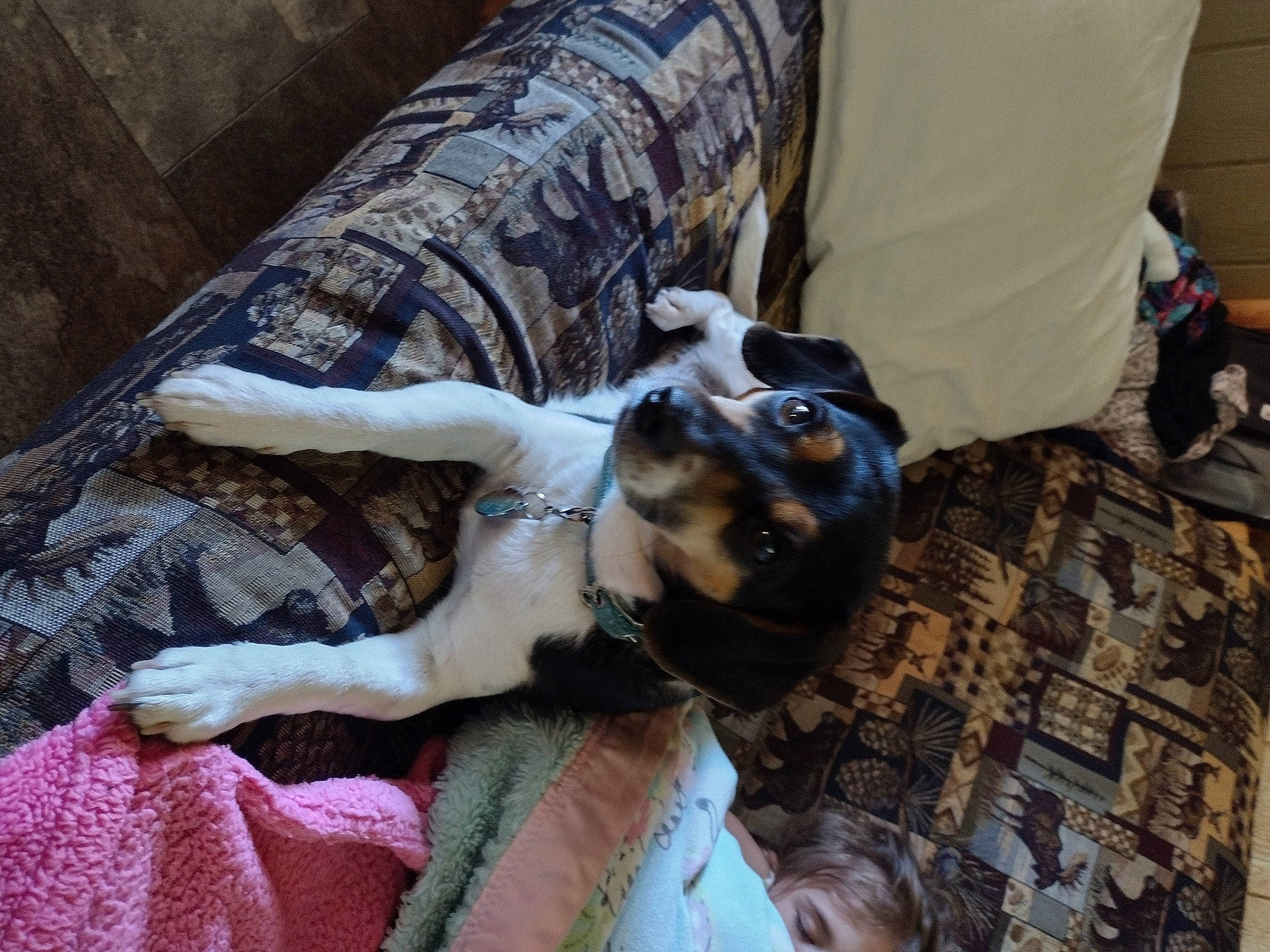 Harley is registered to the contest to win money with this photo: canidae, carnivore, comfort, companion_dog, couch, dog, dog_breed, fawn, fur, guard_dog, nap, non_sporting_group, puppy, snout, sporting_group, toy_dog, tree, wood, working_animal