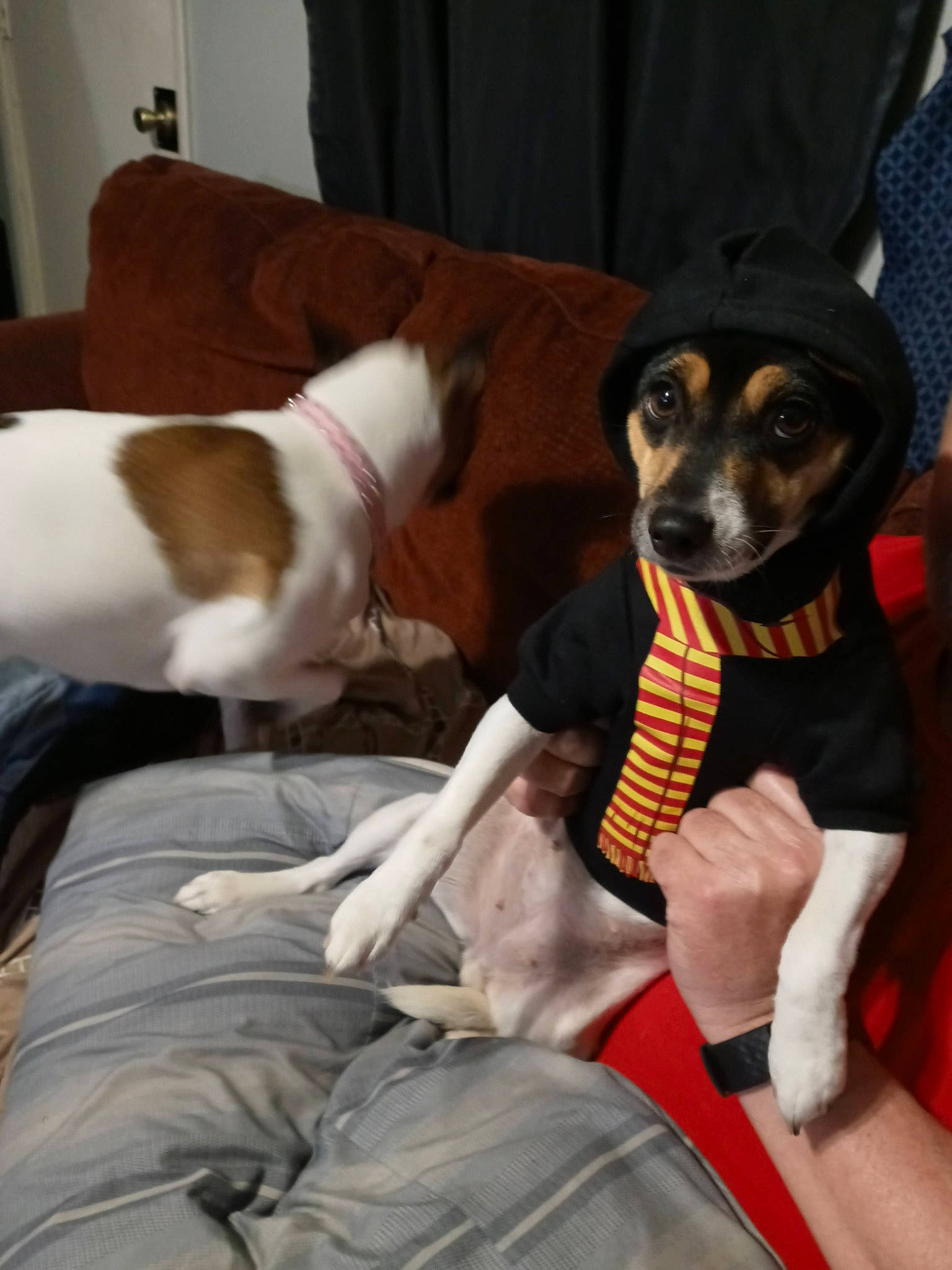 Harley is registered to the contest to win money with this photo: canidae, carnivore, chair, comfort, companion_dog, couch, dog, dog_breed, dog_supply, fawn, fur, guard_dog, lap, mammal, paw, personal_protective_equipment, sitting, sporting_group, toy_dog, working_animal