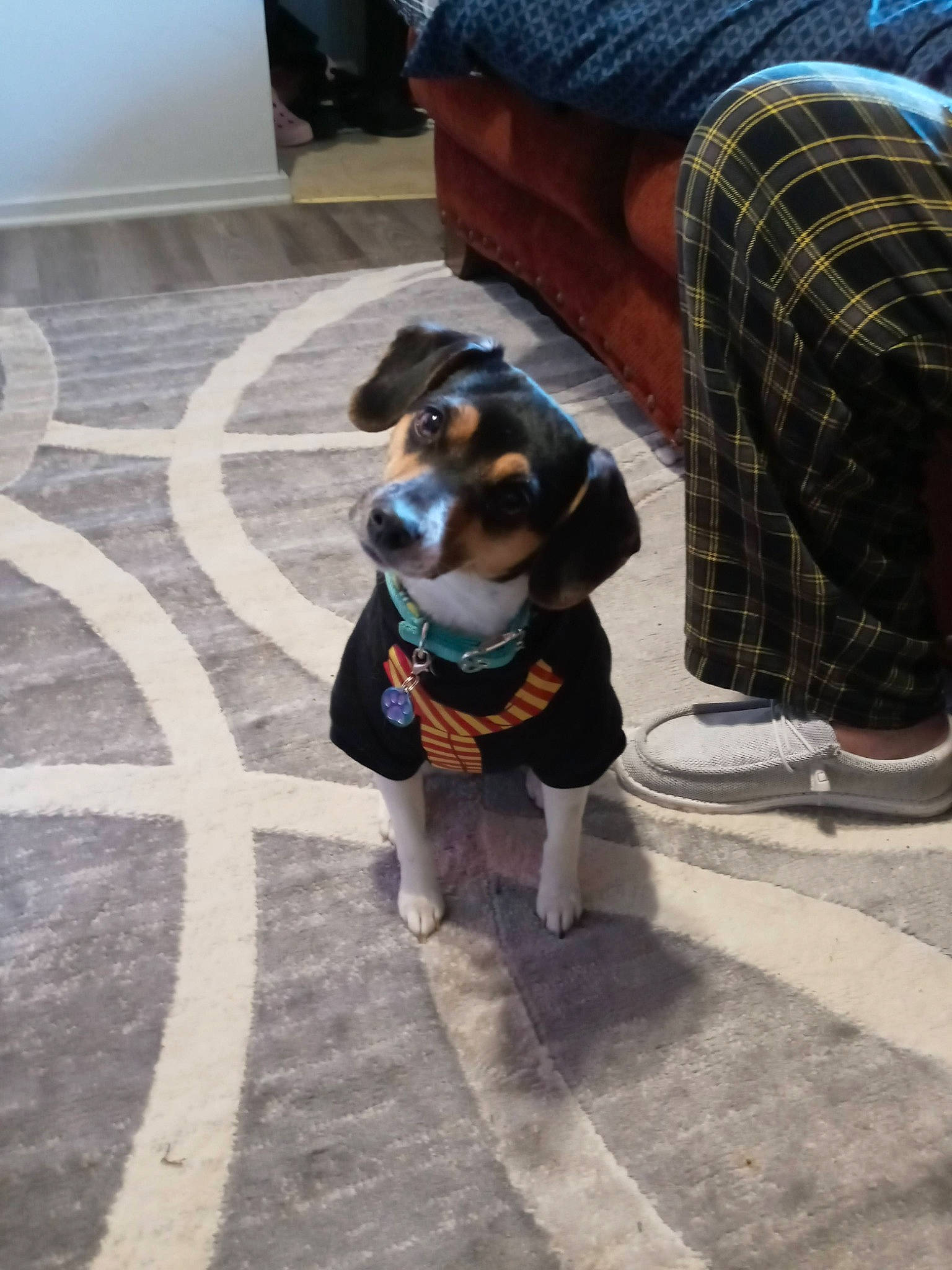 Harley joined the competition — help win amazing prizes! asphalt, canidae, carnivore, collar, companion_dog, dog, dog_breed, dog_supply, fawn, flooring, fur, human_leg, plaid, road_surface, snout, sporting_group, street, sunglasses, tartan, working_animal