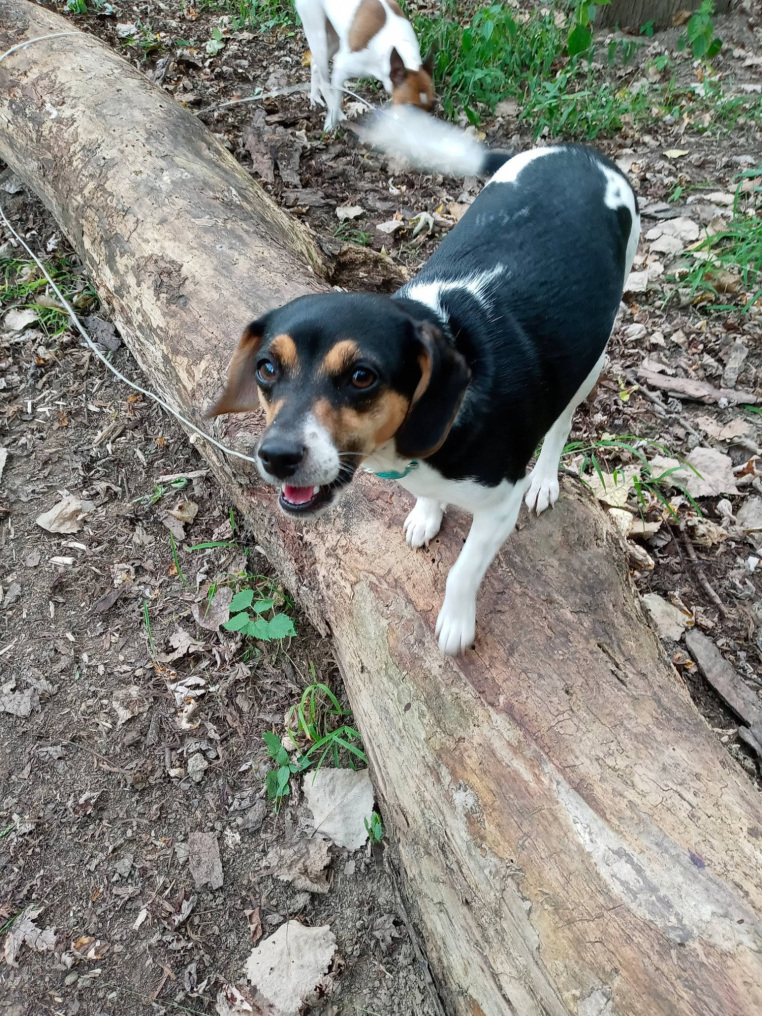 Harley joined the competition — help win amazing prizes! beagle_harrier, carnivore, companion_dog, dog, dog_breed, grass, hound, hunting_dog, plant, scent_hound, soil, sporting_group, tail, terrestrial_animal, working_animal, working_dog