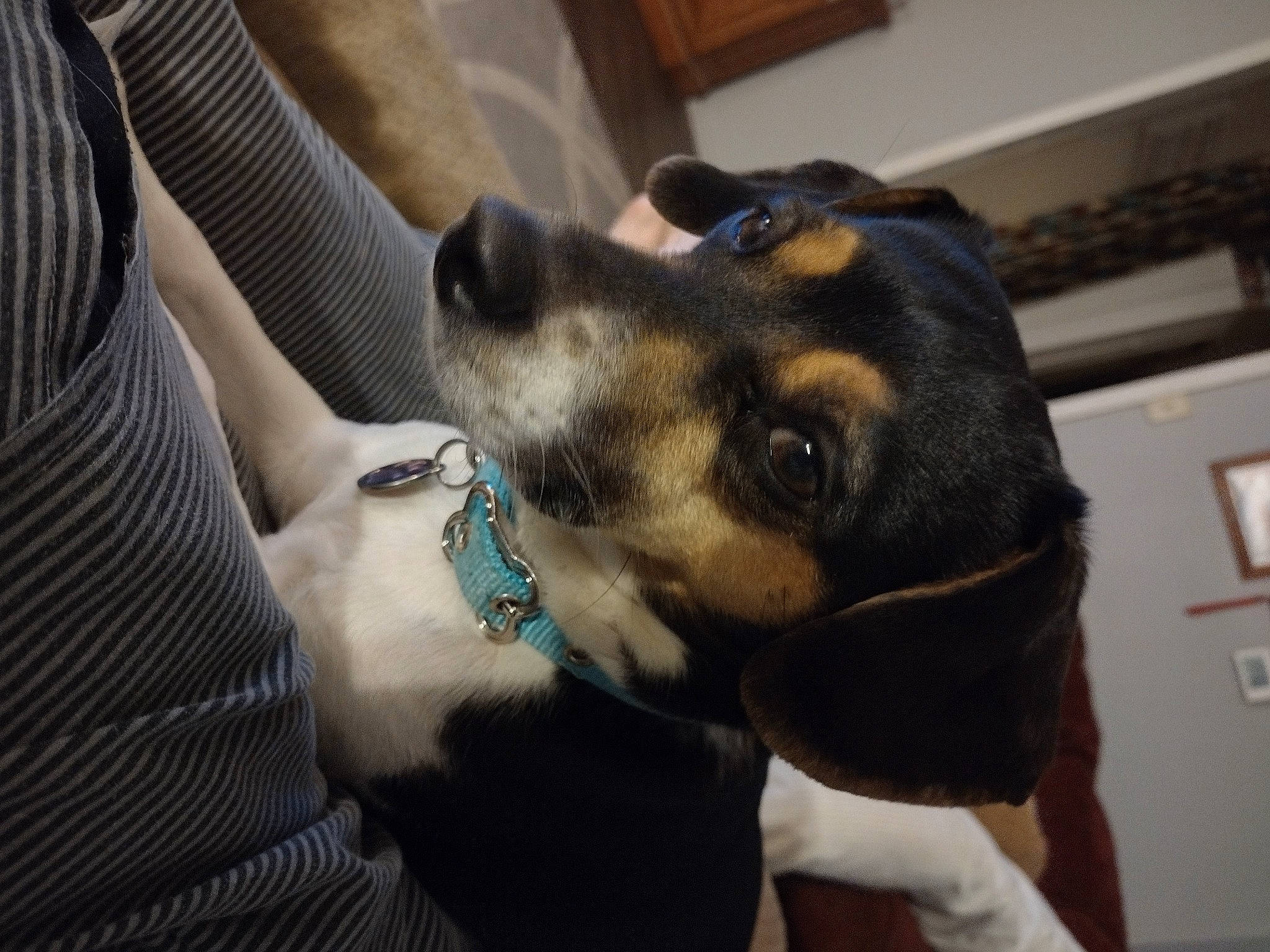 Harley is registered to the contest to win money with this photo: canidae, carnivore, collar, comfort, companion_dog, dog, dog_breed, dog_collar, dog_supply, ear, fawn, fur, guard_dog, jaw, paw, pet_supply, snout, sporting_group, whiskers, working_animal