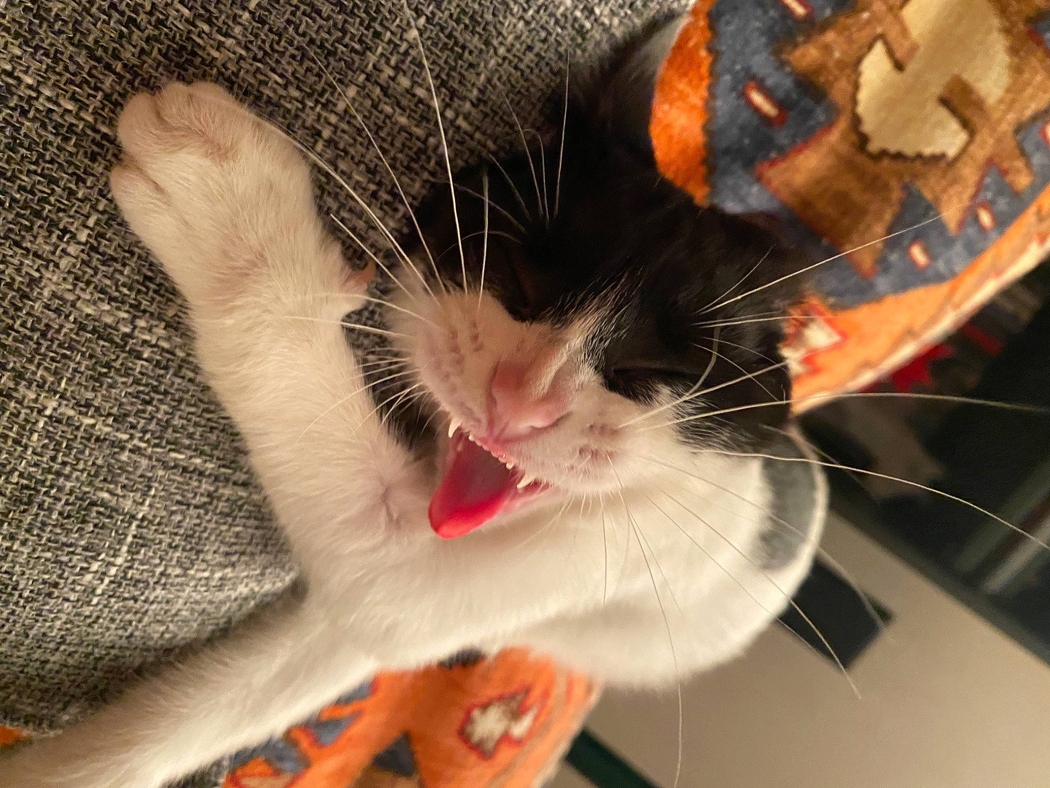 Upsie a rejoint le concours — aidez-le/la à gagner de superbes lots ! beard, carmine, carnivore, cat, claw, comfort, domestic_short_haired_cat, felidae, foot, fur, gesture, lap, leg, love, nose, paw, small_to_medium_sized_cats, snout, tail, whiskers