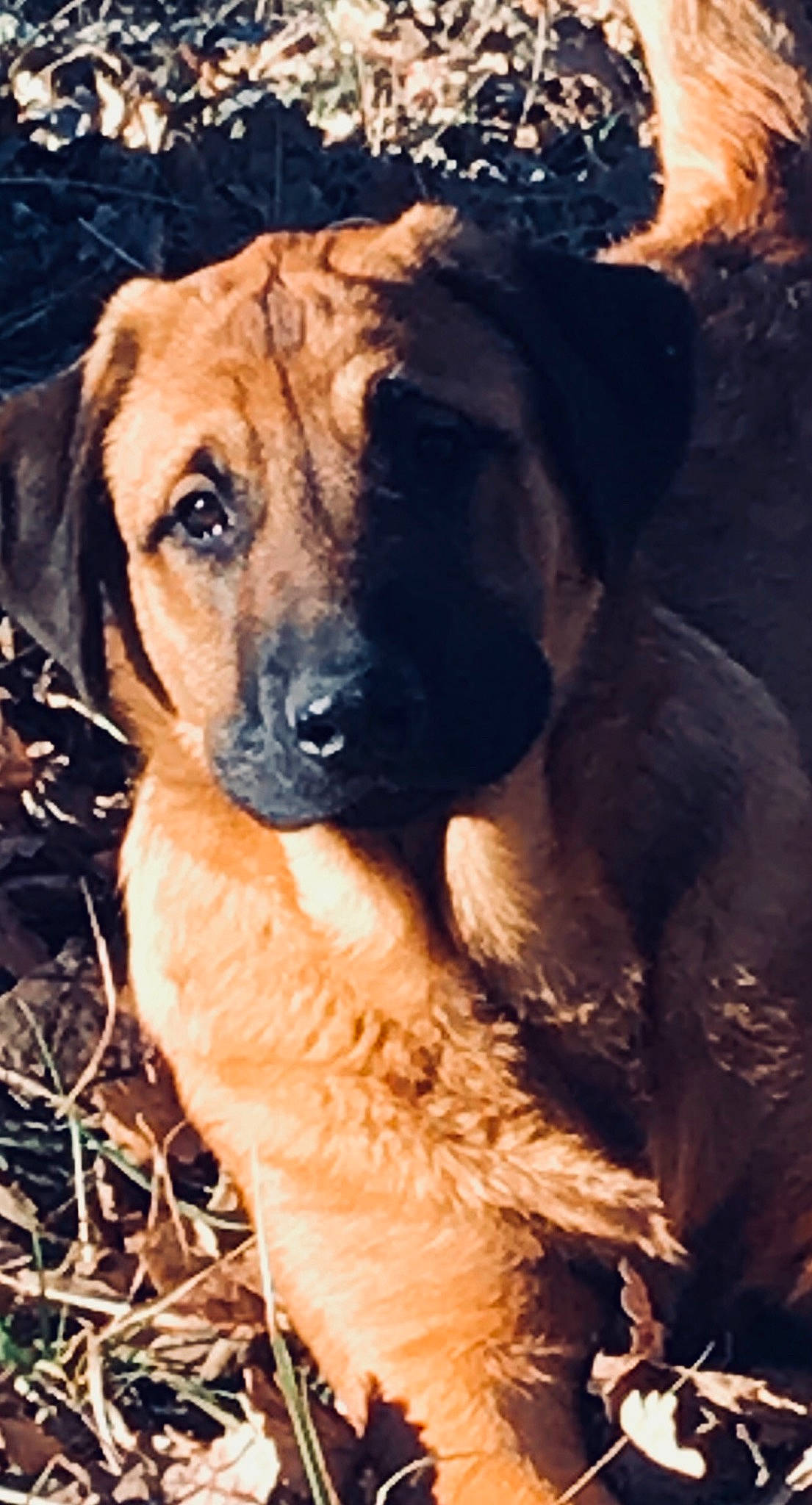 Kenya a rejoint le concours — aidez-le/la à gagner de superbes lots ! black_mouth_cur, broholmer, canidae, carnivore, companion_dog, dog, dog_breed, fawn, mammal, mountain_cur, puppy, snout, vertebrate