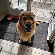 Punky a rejoint le concours — aidez-le/la à gagner de superbes lots ! dog, golden_retriever, pet, indoor, mat, sunlight, glass_door, tile_floor, sneakers, shoes, open_mouth, closed_eyes, happy, shadow, patio, outdoor_furniture, chair, table, door_frame, home