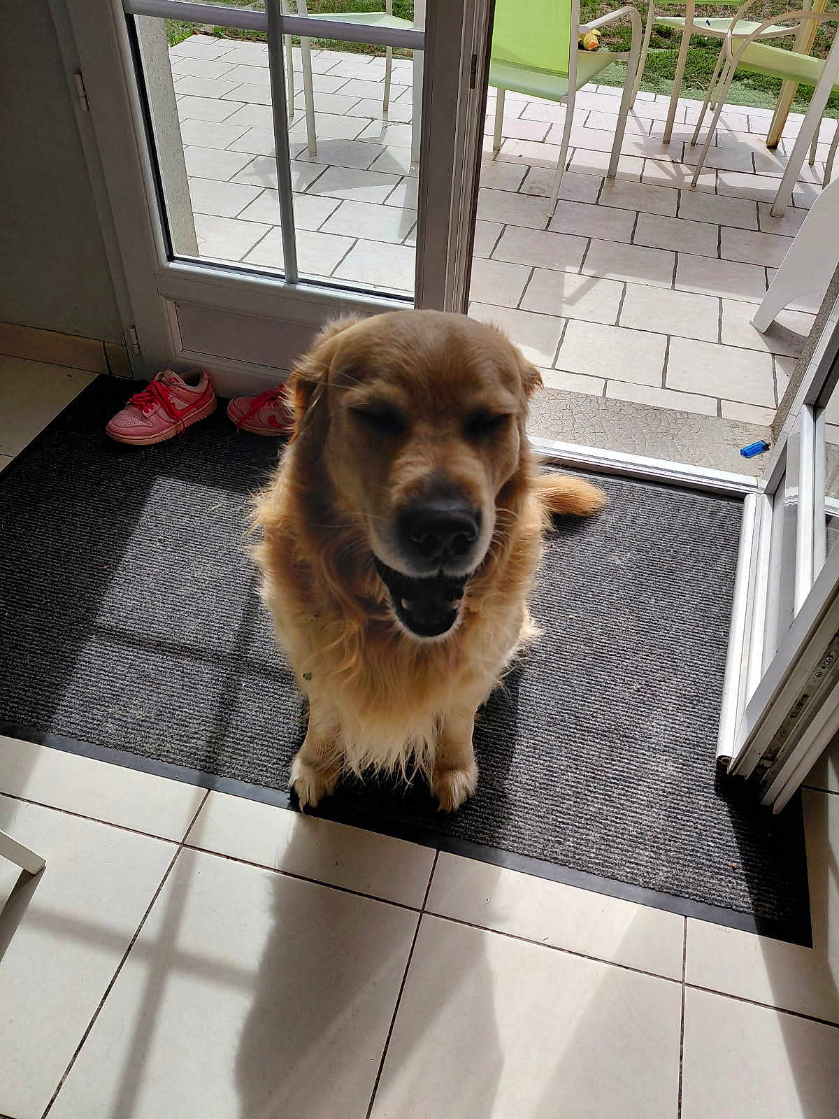 Punky a rejoint le concours — aidez-le/la à gagner de superbes lots ! dog, golden_retriever, pet, indoor, mat, sunlight, glass_door, tile_floor, sneakers, shoes, open_mouth, closed_eyes, happy, shadow, patio, outdoor_furniture, chair, table, door_frame, home