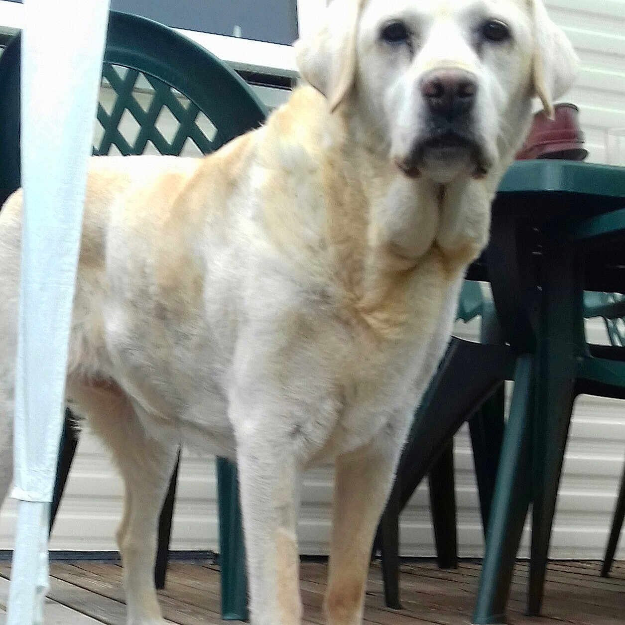 Maya