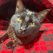 Mordekai is registered to the contest to win money with this photo: animal, black_cat, cat, close_up, cozy, cute, domestic_cat, fabric, feline, fur, indoor, looking_at_camera, pet, plaid, portrait, red_and_black, relaxed, soft_light, whiskers, yellow_eyes