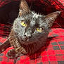 animal, black_cat, cat, close_up, cozy, cute, domestic_cat, fabric, feline, fur, indoor, looking_at_camera, pet, plaid, portrait, red_and_black, relaxed, soft_light, whiskers, yellow_eyes
