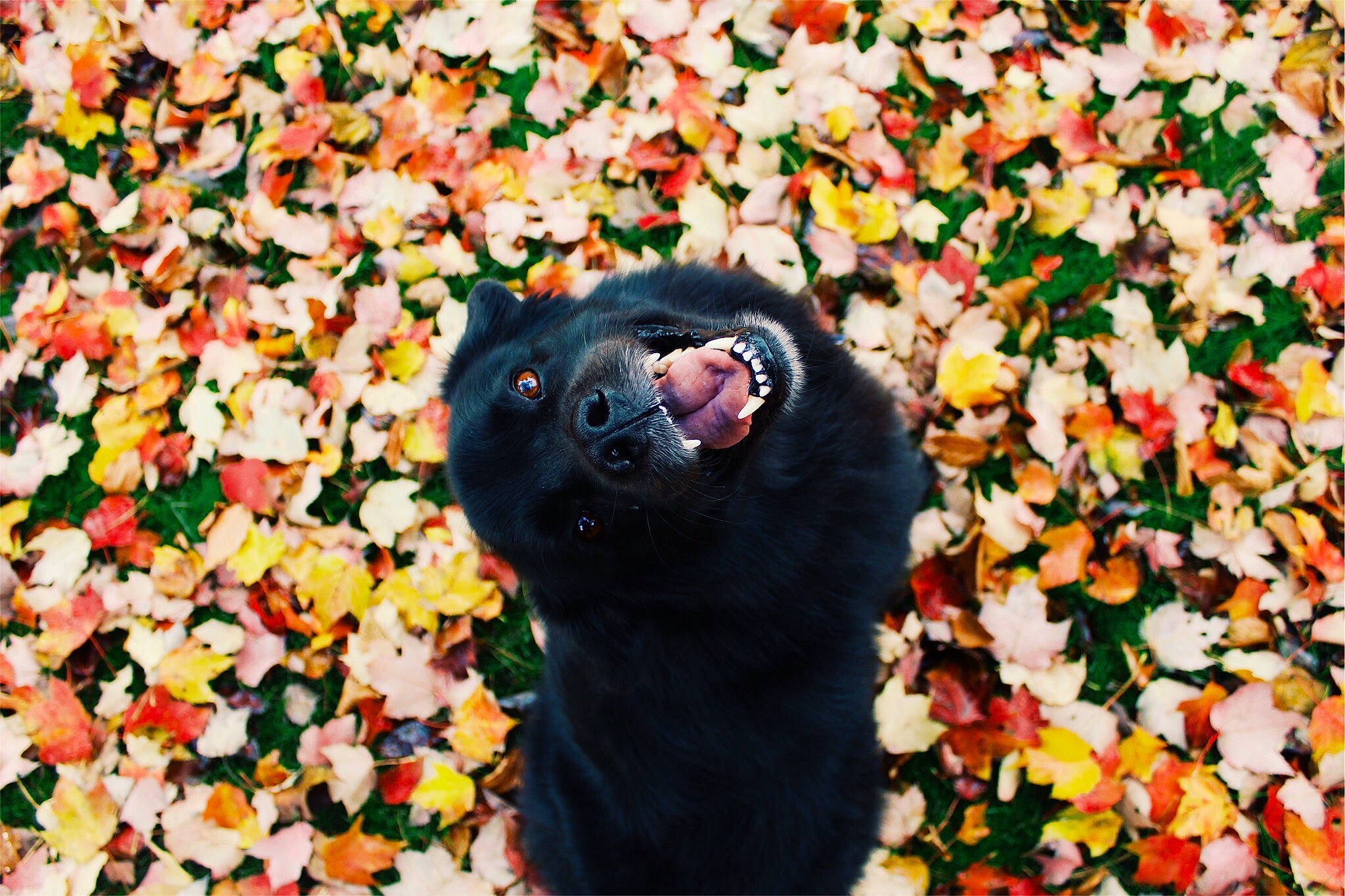 Aladdin is registered to the contest to win money with this photo: autumn, carnivoran, flower, grass, leaf, mammal, person, plant, puppy, snout, tree, vertebrate, whiskers