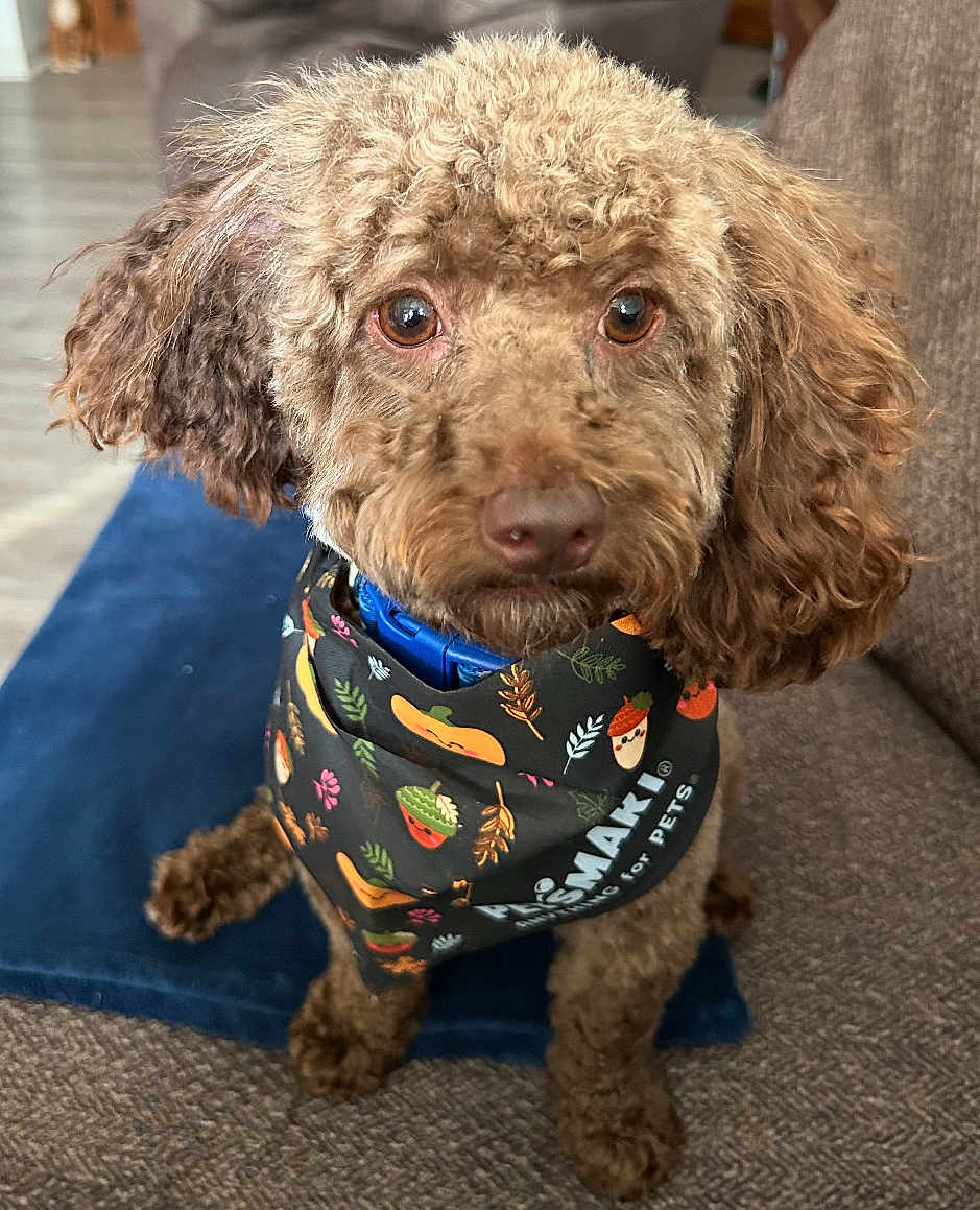 Pablo joined the competition — help win amazing prizes! dog, brown_dog, curly_fur, bandana, indoor, couch, pet, close_up, portrait, cute, animal, furry, looking_at_camera, seated, decorative, fabric, autumn_theme, cozy, companion, domestic_animal