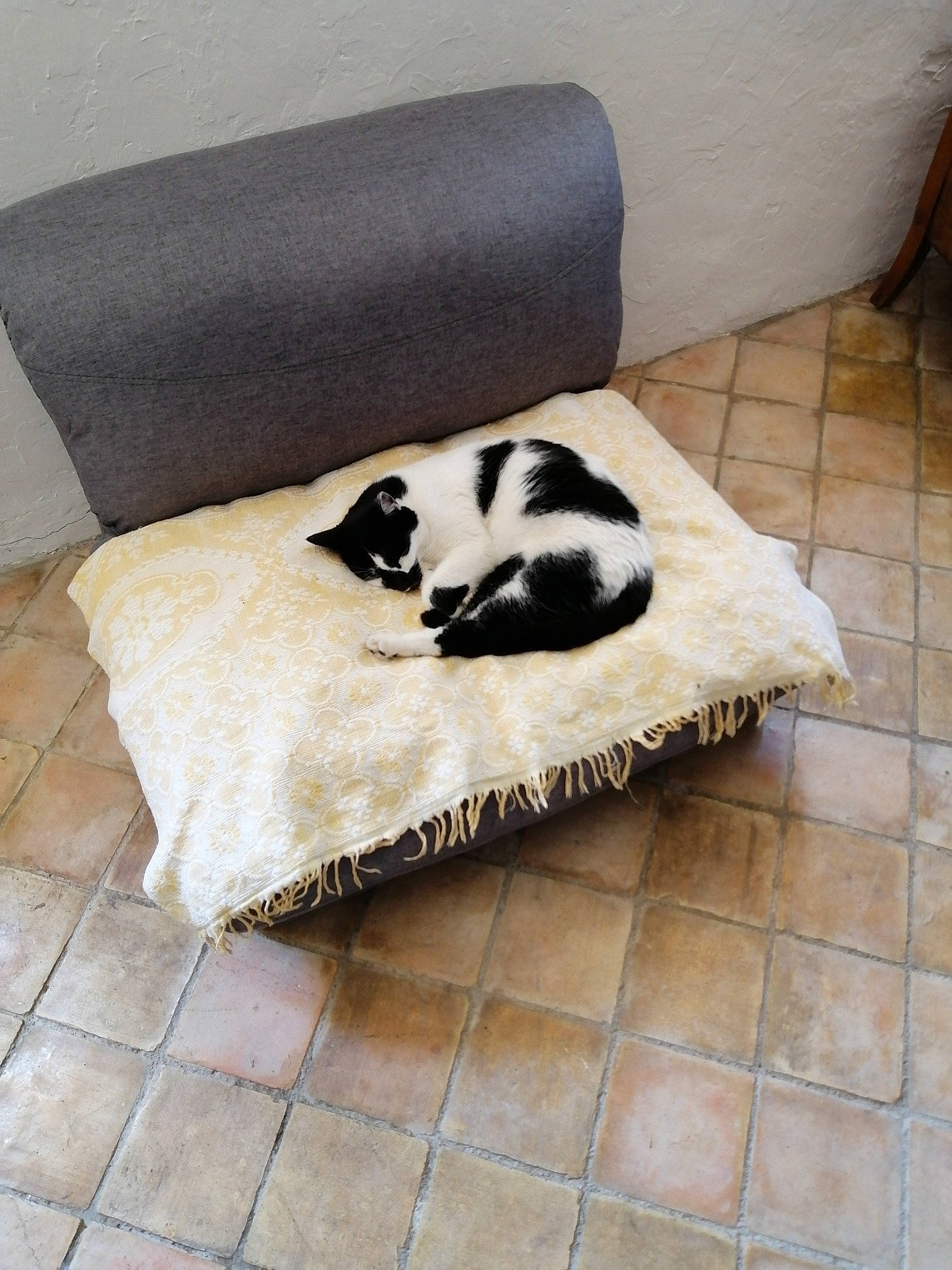 Caroline participe au concours pour gagner de l'argent avec cette photo : canidae, carnivore, cat, cat_supply, comfort, companion_dog, dog_breed, felidae, floor, flooring, fur, grey, hardwood, pet_supply, sitting, small_to_medium_sized_cats, tail, terrestrial_animal, whiskers, wood