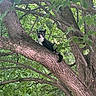 alert, animal, black_and_white, branch, cat, climbing, daylight, forest, fur, greenery, leaves, nature, outdoor, perched, pet, tree, trunk, tuxedo_cat, wildlife, wood