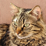 Martini a rejoint le concours — aidez-le/la à gagner de superbes lots ! cat, tabby, closeup, portrait, feline, fluffy, whiskers, green_eyes, resting, pink_background, texture, soft_fur, animal, pet, domestic_cat, striped, cute, calm, indoors, relaxed