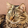 cat, tabby, closeup, portrait, feline, fluffy, whiskers, green_eyes, resting, pink_background, texture, soft_fur, animal, pet, domestic_cat, striped, cute, calm, indoors, relaxed