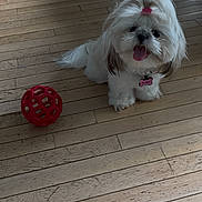 Jellybean is registered to the contest to win money with this photo: dog, puppy, white_dog, fluffy, pet, indoor, wooden_floor, toy, red_ball, happy, cute, small_dog, tongue_out, hair_tie, collar, nametag, playful, animal, companion, flooring