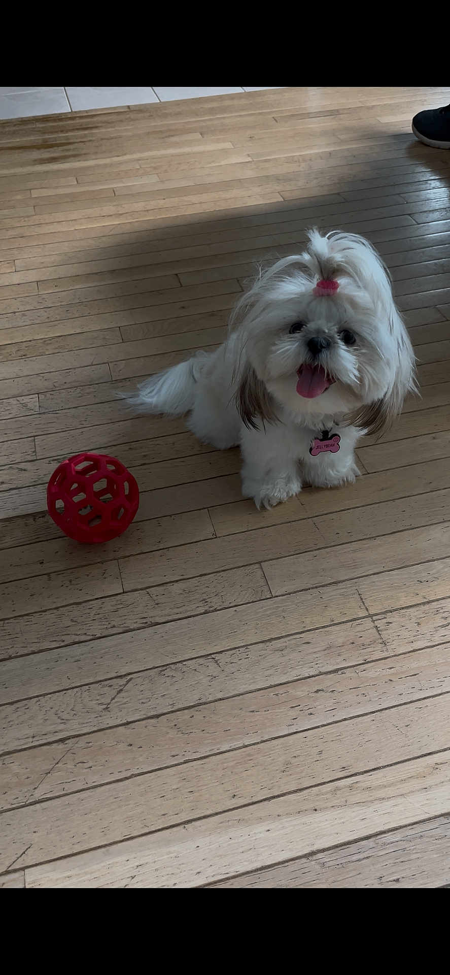 Jellybean is registered to the contest to win money with this photo: dog, puppy, white_dog, fluffy, pet, indoor, wooden_floor, toy, red_ball, happy, cute, small_dog, tongue_out, hair_tie, collar, nametag, playful, animal, companion, flooring