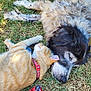 cat, dog, sleeping, grass, outdoor, collar, ginger_cat, fluffy_dog, pet, animal, relaxing, nap, friendship, companion, colorful_blanket, nature, peaceful, fur, closeup, resting