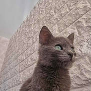 Loki participe au concours pour gagner de l'argent avec cette photo : cat, gray_cat, green_eyes, feline, pet, animal, indoor, stone_wall, texture, portrait, fur, whiskers, cute, looking_away, sitting, close_up, curious, domestic_cat, mammal, furry