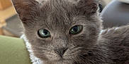 Loki participe au concours pour gagner de l'argent avec cette photo : kitten, gray_cat, pet, animal, feline, close_up, green_eyes, soft_fur, cozy, blanket, indoor, cute, young_cat, resting, portrait, whiskers, ears, nose, furry, domestic_animal