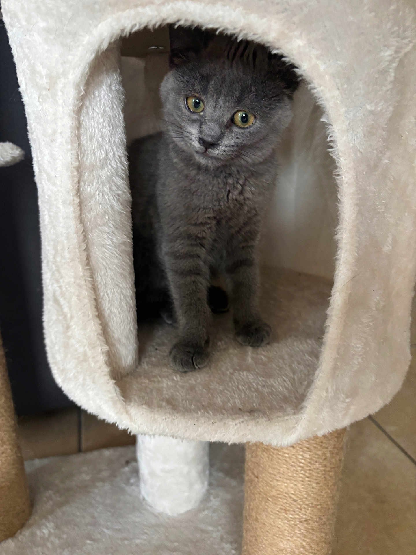 Nala participe au concours pour gagner de l'argent avec cette photo : cat, kitten, gray_cat, pet, indoor, cat_condo, plush, feline, cute, animal, young, curious, soft, cozy, playful, fur, eyes, sitting, home, domestic