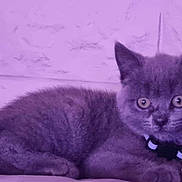 Nala participe au concours pour gagner de l'argent avec cette photo : kitten, cat, gray_cat, bow_tie, collar, pet, feline, animal, cute, young_cat, indoor, soft_surface, resting, curious_eyes, fur, whiskers, close_up, purple_tint, background_wall, relaxed