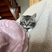 Spritz a rejoint le concours — aidez-le/la à gagner de superbes lots ! animal, blanket, cat, comfort, couch, cozy, curious, cute, fur, furry, home, indoor, kitten, pet, pink, relaxing, small, soft, wooden_stairs, young