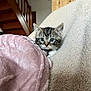 animal, blanket, cat, comfort, couch, cozy, curious, cute, fur, furry, home, indoor, kitten, pet, pink, relaxing, small, soft, wooden_stairs, young