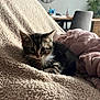 Spritz a rejoint le concours — aidez-le/la à gagner de superbes lots ! animal, baby_cat, blanket, cat, clock, cozy, cute, domestic, eyes, fur, furniture, indoor, kitten, pet, relaxing, resting, small, soft_texture, tabby, whiskers