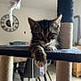Spritz participe au concours pour gagner de l'argent avec cette photo : cat, cat_tree, chair, clock, curious, ears, floor, fur, furniture, home, indoor, kitten, light, paw, pet, playful, table, toy_mouse, whiskers, window