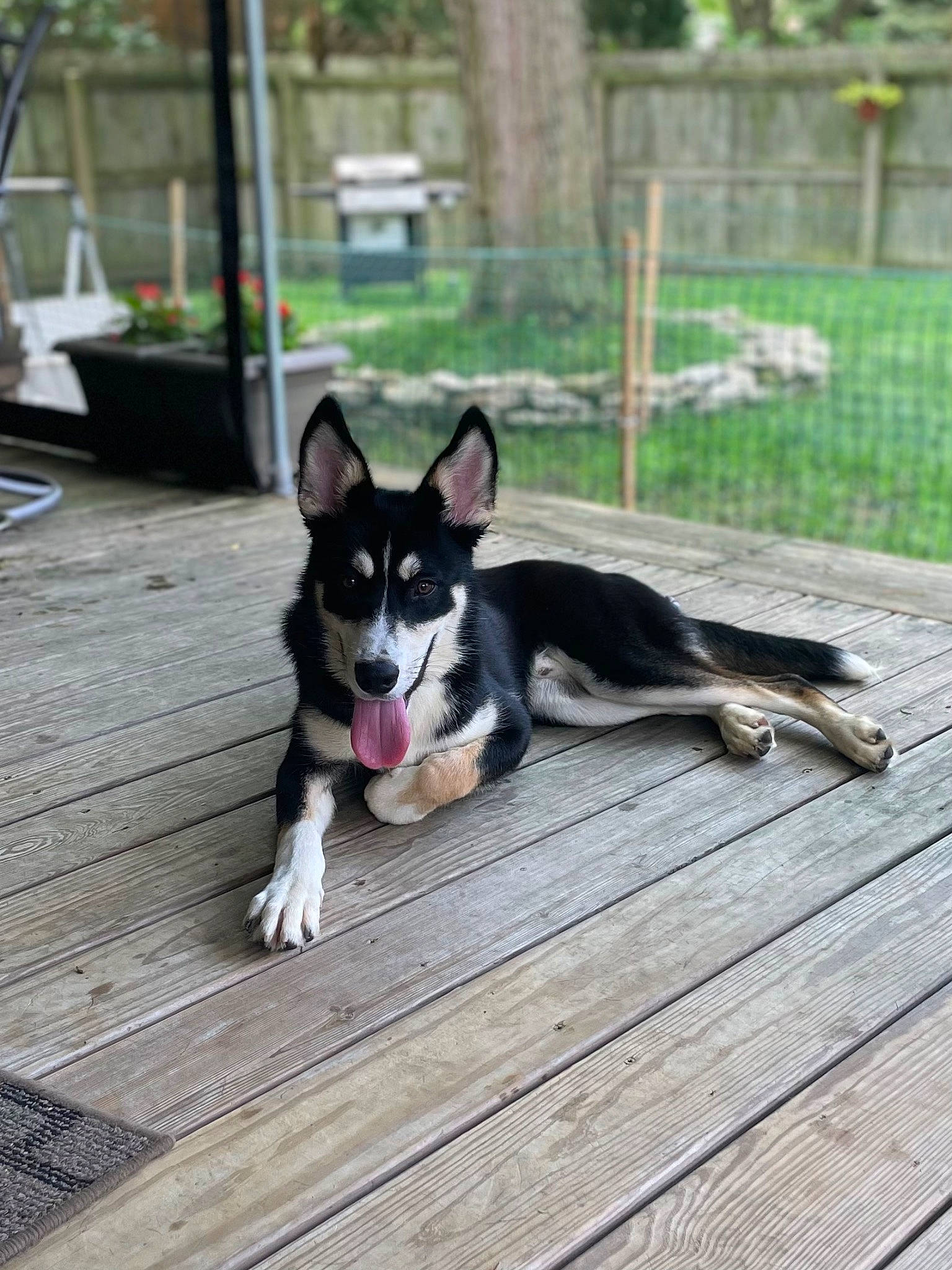 Dave is registered to the contest to win money with this photo: canidae, carnivore, companion_dog, dog, dog_breed, dog_supply, flooring, grass, hardwood, herding_dog, non_sporting_group, plank, plant, recreation, snout, sporting_group, tail, wood, working_animal, working_dog