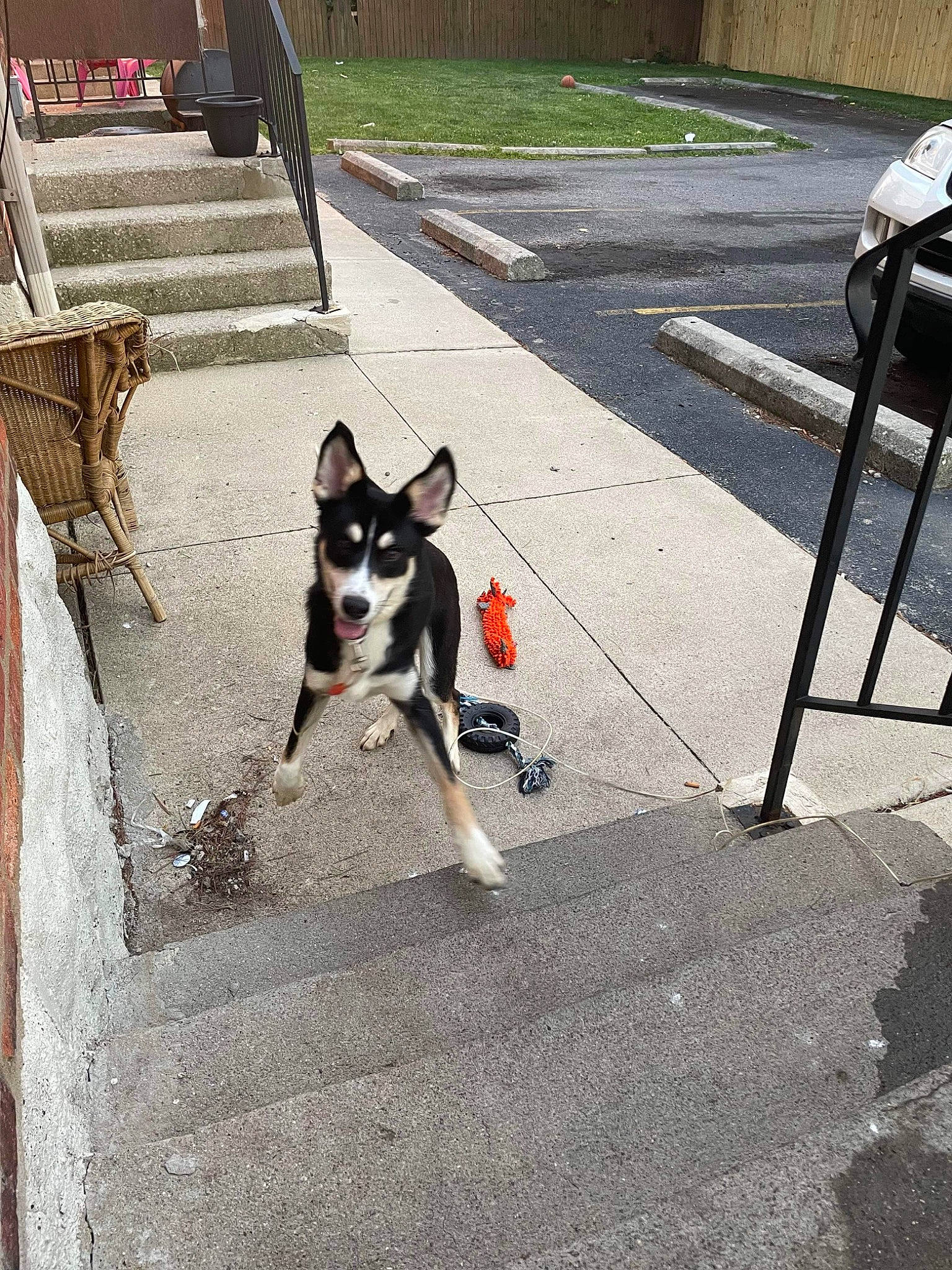 Dave is registered to the contest to win money with this photo: asphalt, canidae, carnivore, collar, companion_dog, dog, dog_breed, dog_supply, fawn, flooring, leash, pet_supply, plant, road, road_surface, sidewalk, snout, sporting_group, tail, working_animal