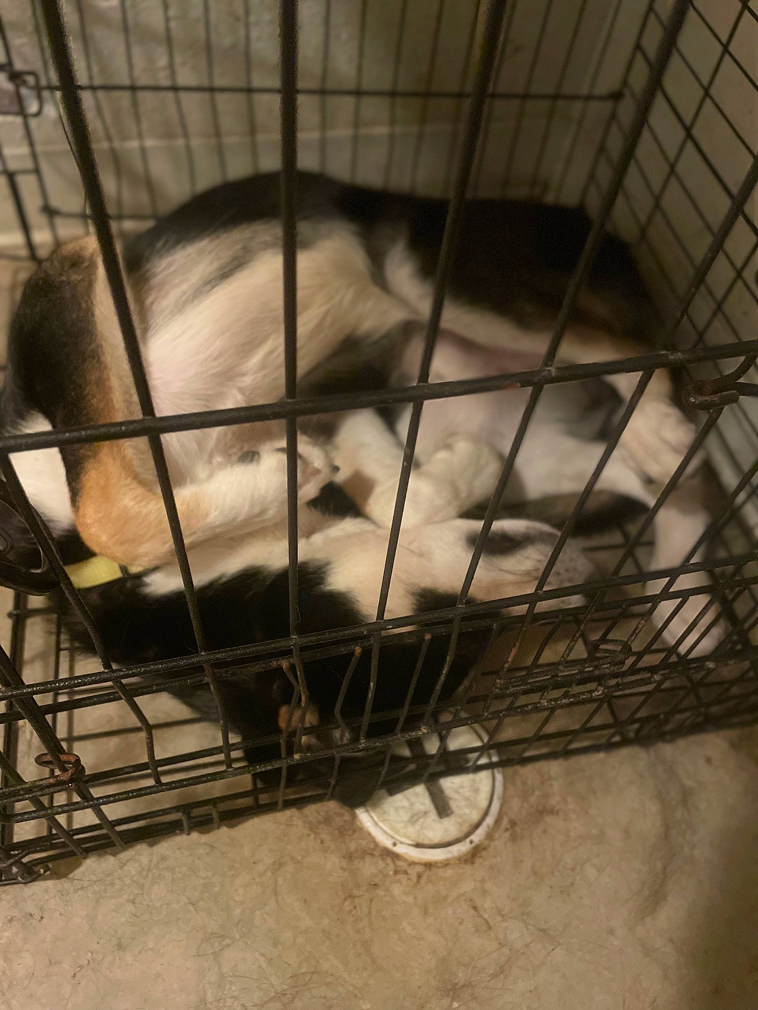 Dave is registered to the contest to win money with this photo: animal_shelter, cage, carnivore, dog, dog_breed, dog_supply, felidae, gas, mesh, metal, pet_supply, service, small_to_medium_sized_cats, snout, sporting_group, tire, wheel, whiskers, wood, working_animal