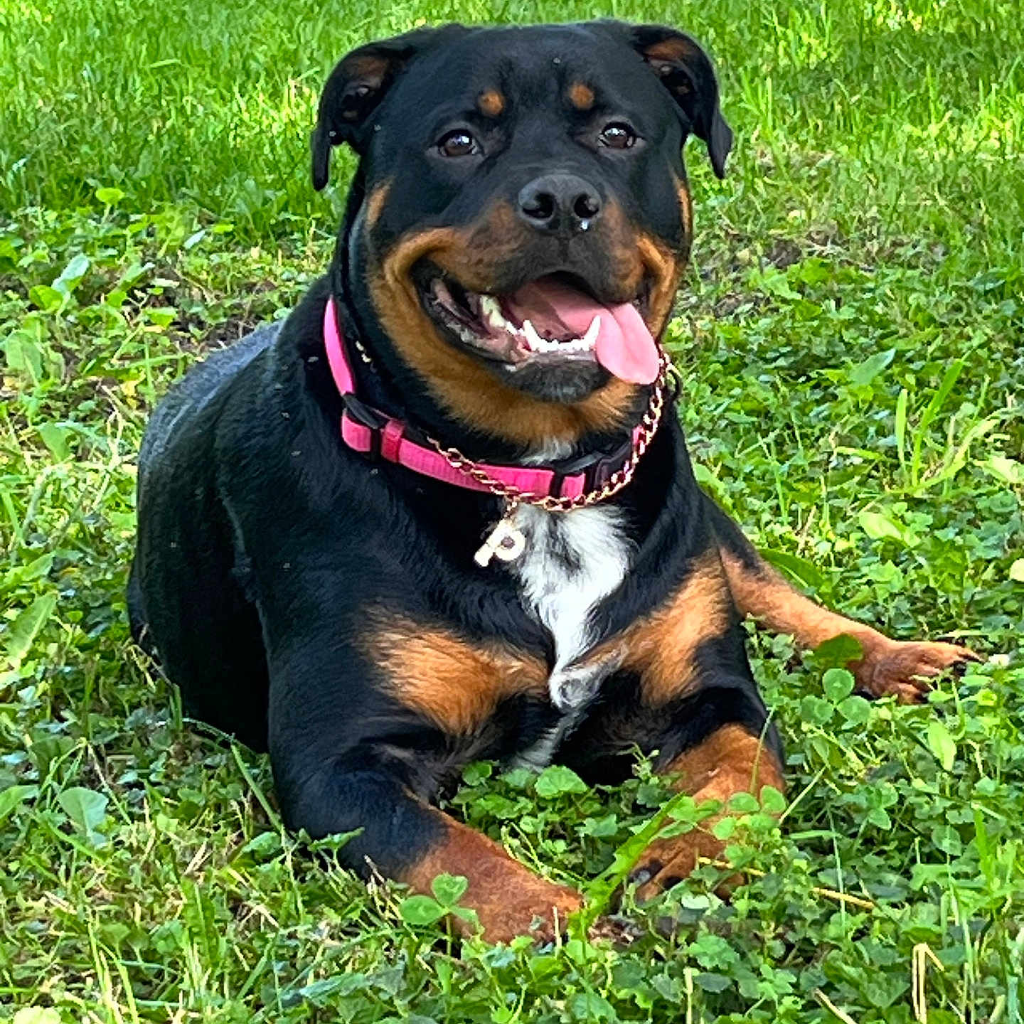 Precious joined the competition — help win amazing prizes! animal, canine, cheerful, collar, dog, ears, fur, grass, greenery, happy, lying_down, muzzle, nature, outdoor, pet, playful, portrait, rottweiler, summer, tongue