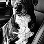 Roxy is registered to the contest to win money with this photo: dog, black_and_white, car_interior, pet, close_up, sitting, seat, fur, canine, portrait, animal, leather_seat, window, side_view, domestic_animal, looking_away, expression, vehicle, indoors, companionship