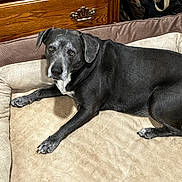 Roxy is registered to the contest to win money with this photo: dog, black_dog, pet_bed, indoor, furniture, wooden_drawer, relaxed, animal, canine, paw, fur, resting, companion, domestic_animal, cute, looking_up, bed, household, mammal, quiet