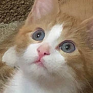 Pumba is registered to the contest to win money with this photo: animal, bed, cat, close_up, cozy, curious, cute, ears, eyes, feline, fur, indoors, kitten, nose, orange_and_white, pet, resting, soft_texture, whiskers, young_cat