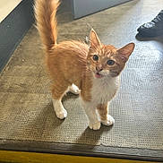 Roucky participe au concours pour gagner de l'argent avec cette photo : kitten, cat, orange_cat, white_paws, indoor, floor, door, curious, standing, tail_up, pet, animal, feline, young_cat, whiskers, alert, cute, looking_up, open_mouth, domestic_animal