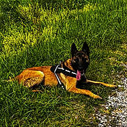 Thalia participe au concours pour gagner de l'argent avec cette photo : dog, canine, grass, outdoor, pet, animal, nature, wildflowers, summer, sunlight, happy, tongue_out, lying_down, path, greenery, black_harness, brown_fur, ears_up, playful, resting